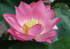 Lotus Flower